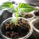 Как вырастить рассаду перца в домашних условиях пошаговая инструкция