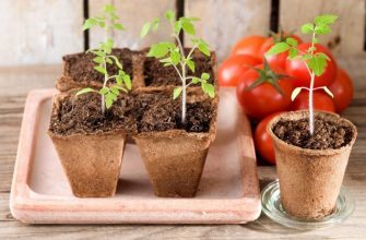 Как вырастить рассаду помидор в домашних условиях пошаговая инструкция
