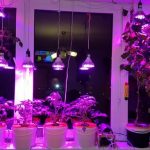 Лампа для выращивания рассады в домашних условиях