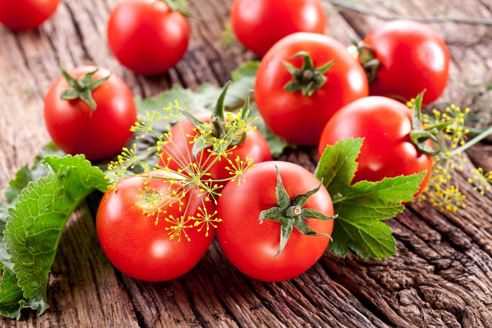 Выращивание рассады томатов в пеленках от Галины Кизимы 