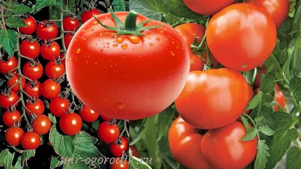 raznoobraznye-tomaty