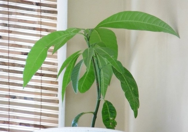 Как посадить косточку манго в домашних условиях