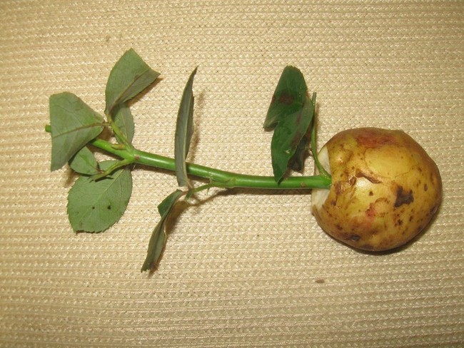 Как посадить розу черенком из букета