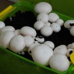 Как вырастить грибы в домашних условиях шампиньоны вешенки