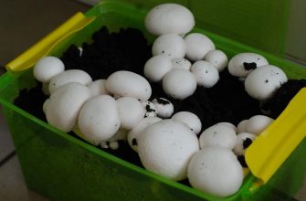 Как вырастить грибы в домашних условиях шампиньоны вешенки