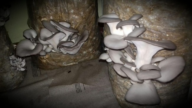 Как вырастить грибы в домашних условиях шампиньоны вешенки 