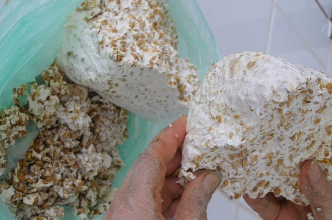 Как вырастить грибы в домашних условиях шампиньоны вешенки 