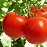 Когда можно сеять помидоры на рассаду в 2019 году по лунному календарю