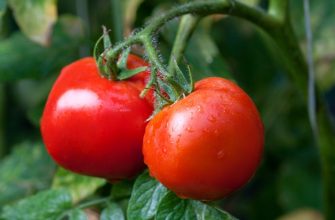 Семена помидоров самые урожайные сорта на 2019 год для Подмосковья