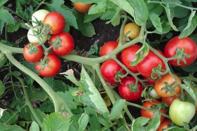 Семена помидоров самые урожайные сорта на 2019 год для Подмосковья