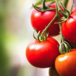 Семена томатов сибирской селекции самые урожайные