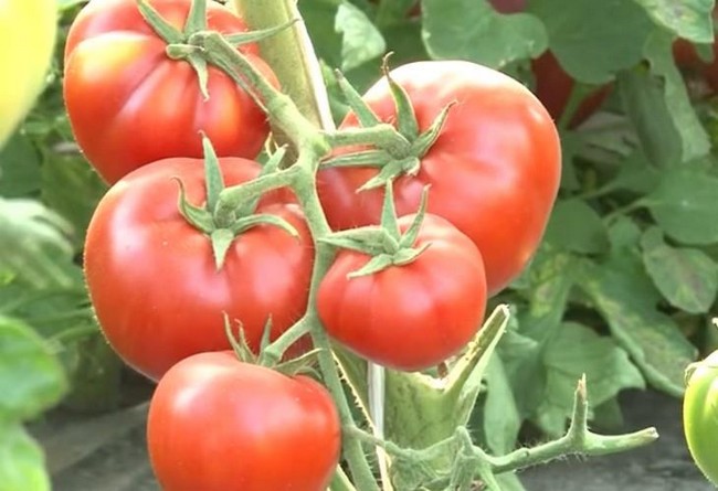 Семена томатов сибирской селекции самые урожайные