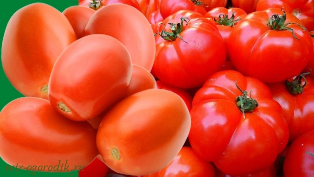 ochen-mnogo-krasnyh-tomatov