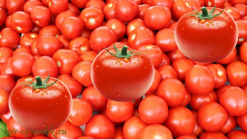 ochen-mnogo-krasnyh-tomatov
