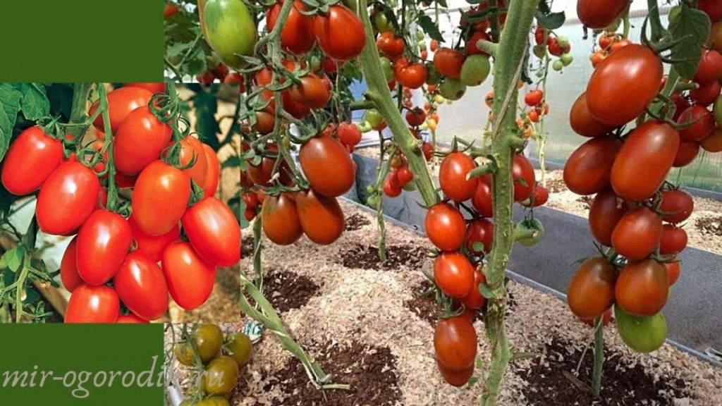 tomat-de-barao