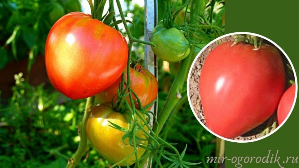 tomaty-danko-serdtsevidnyj