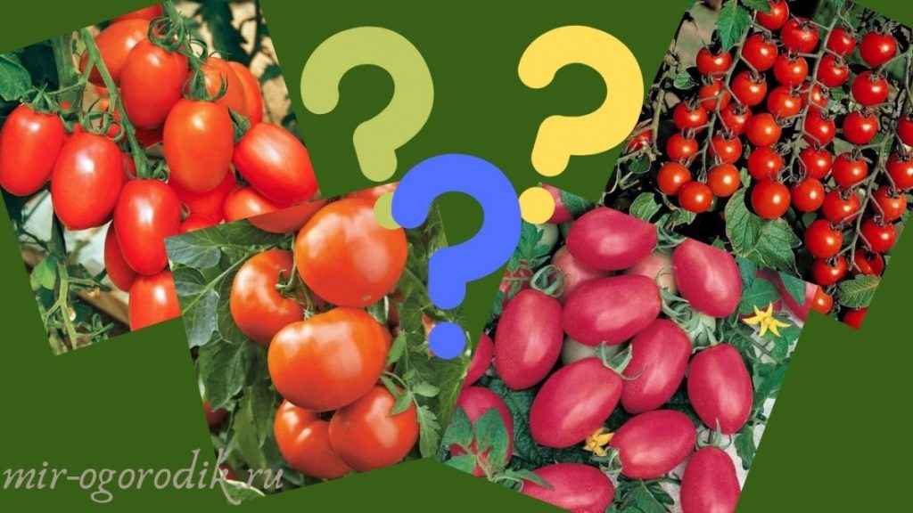 tomaty-i-voprositelnye-znaki