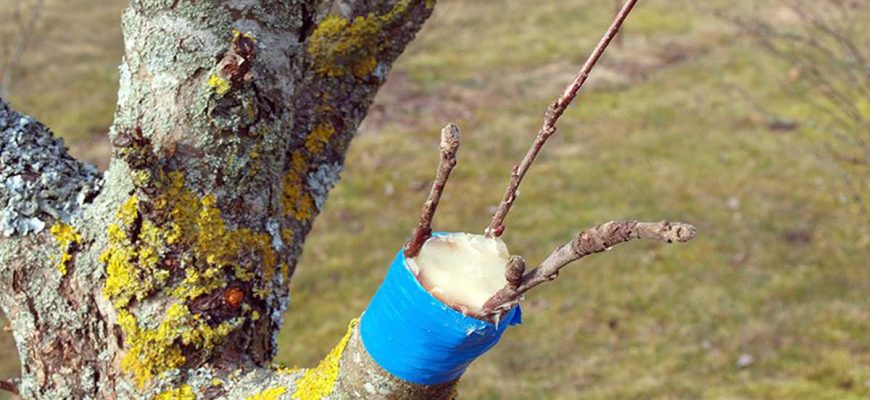 Прививка деревьев весной сроки время прививки