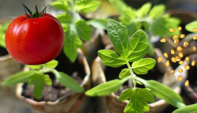 Как сажать семена помидор на рассаду в домашних условиях