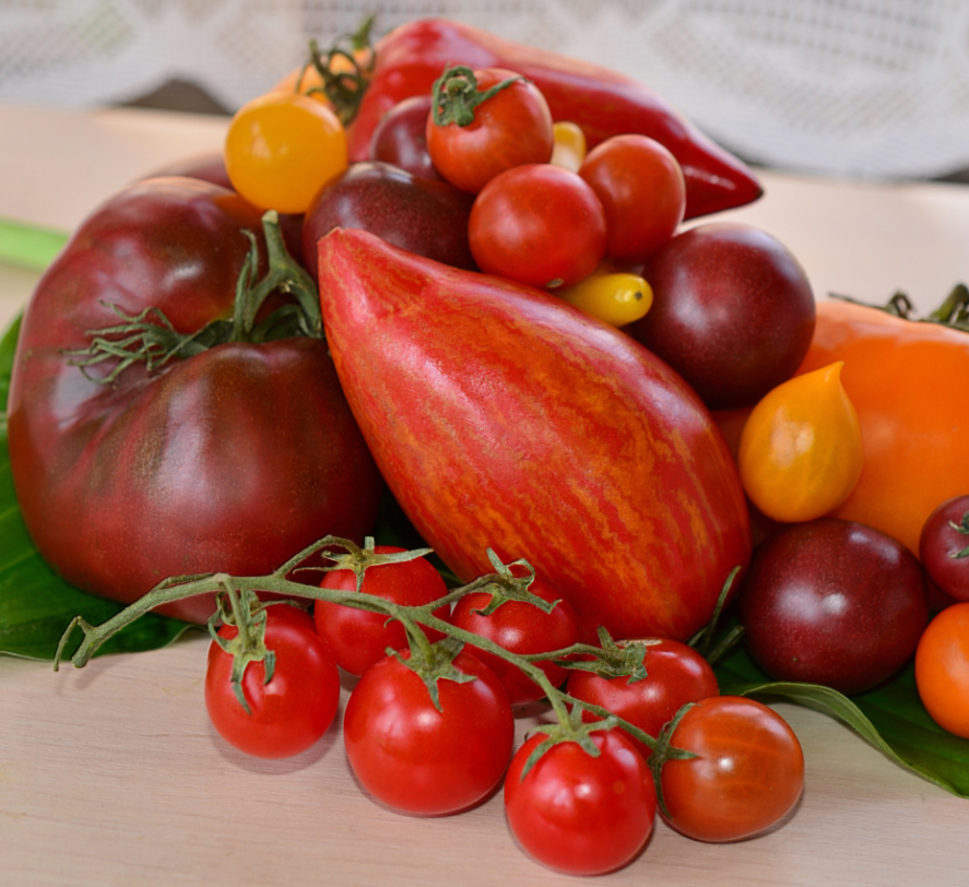 Какие семена помидор самые лучшие для открытого грунта отзывы