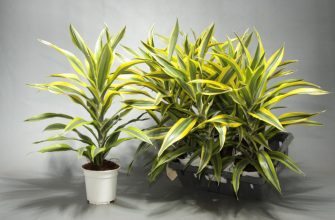 Комнатные растения фото и названия уход в домашних условиях