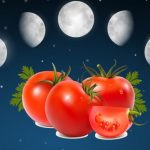 Когда сажать томаты на рассаду в 2019 году по лунному календарю