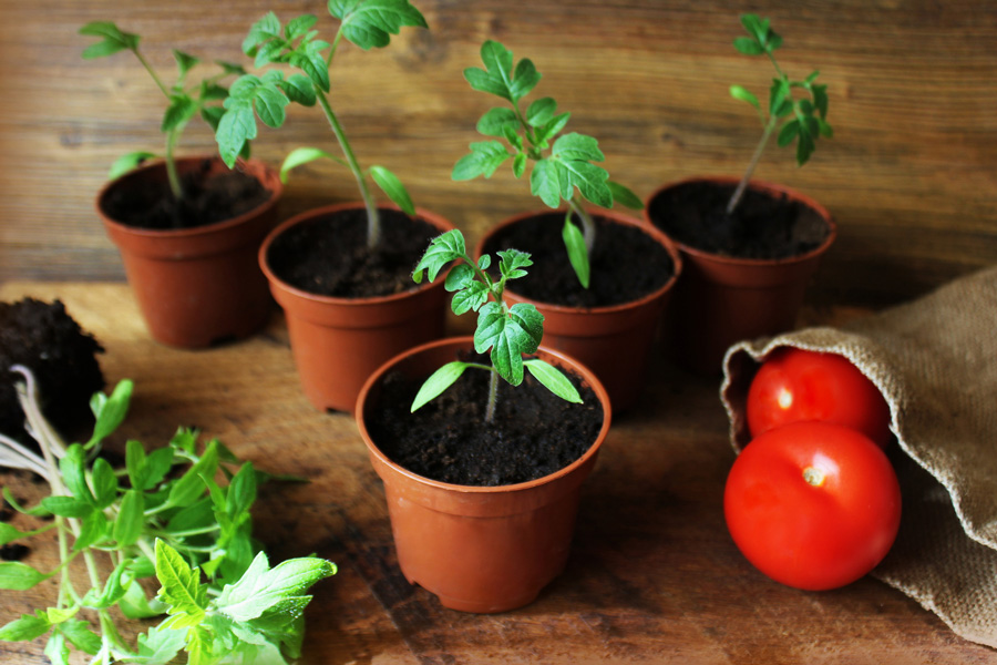 На какую глубину сажать семена помидор на рассаду в домашних условиях