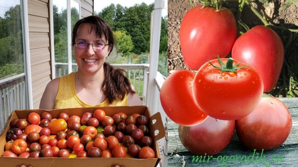 devushka-s-tomatami