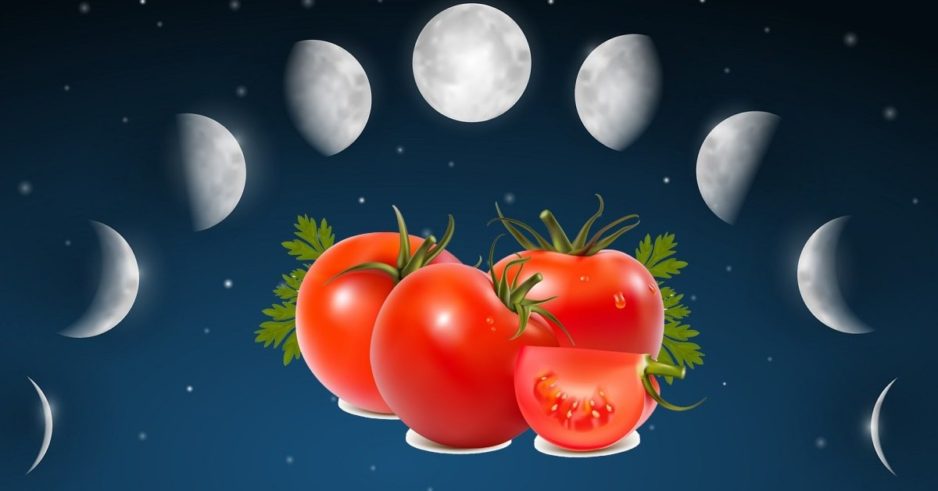 Когда сажать рассаду помидор в 2019 году по лунному календарю