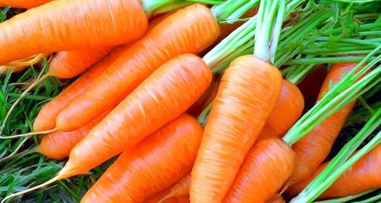 Посадка моркови весной в открытый грунт без прореживания