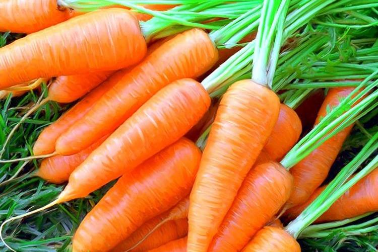 Схема посадки моркови в открытом грунте на грядке