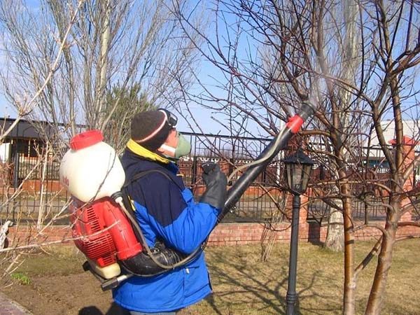 Обработка деревьев весной от вредителей и болезней