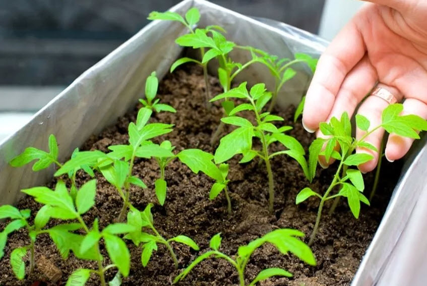 Как посадить помидоры на рассаду правильно дома