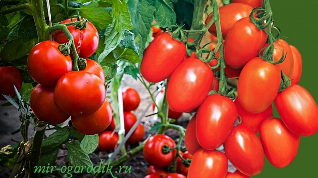 tomaty-rastuschie-na-kustah