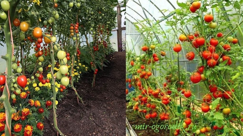 tomaty-v-teplitse