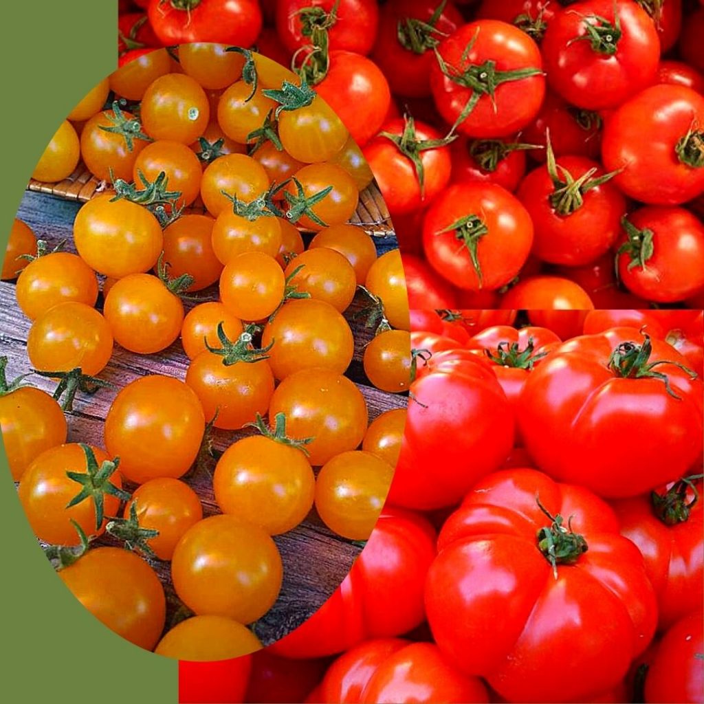 tri-sorta-tomatov
