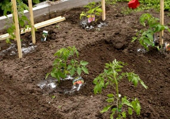Выращивание рассады помидор в домашних условиях пошагово с фото
