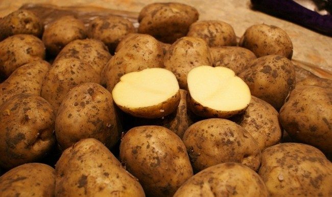 Лучшие сорта картофеля желтые: посадка и уход