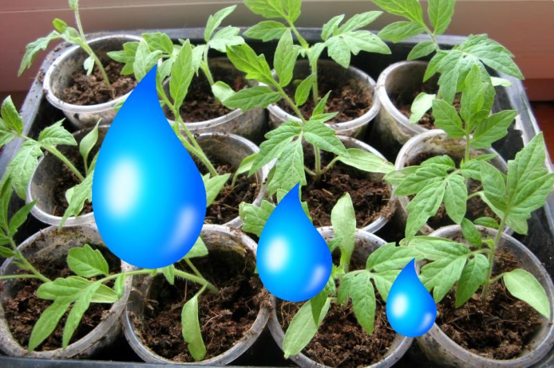 Выращивание рассады помидор в домашних условиях пошагово с фото