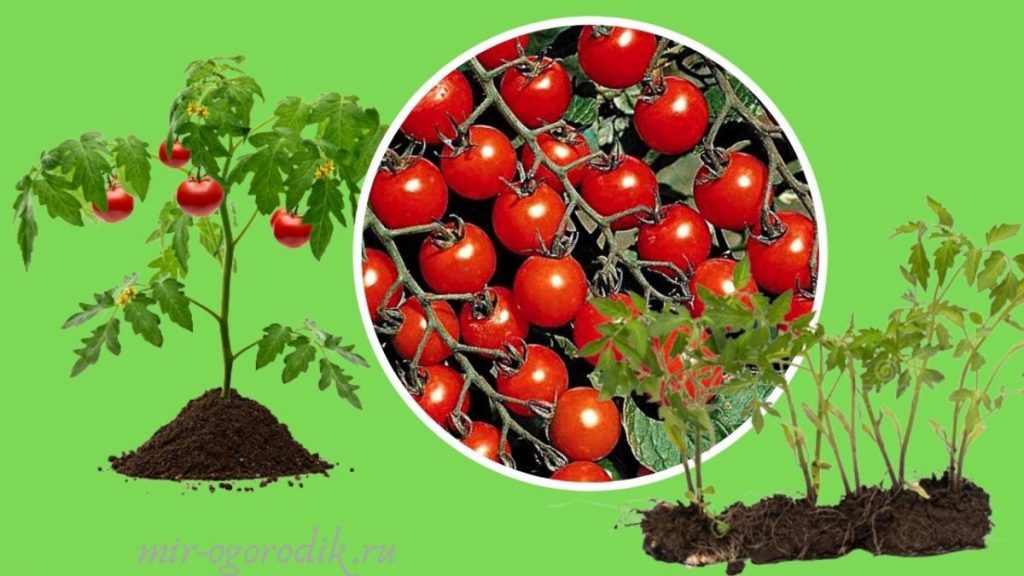 rostki-i-plody-tomatov