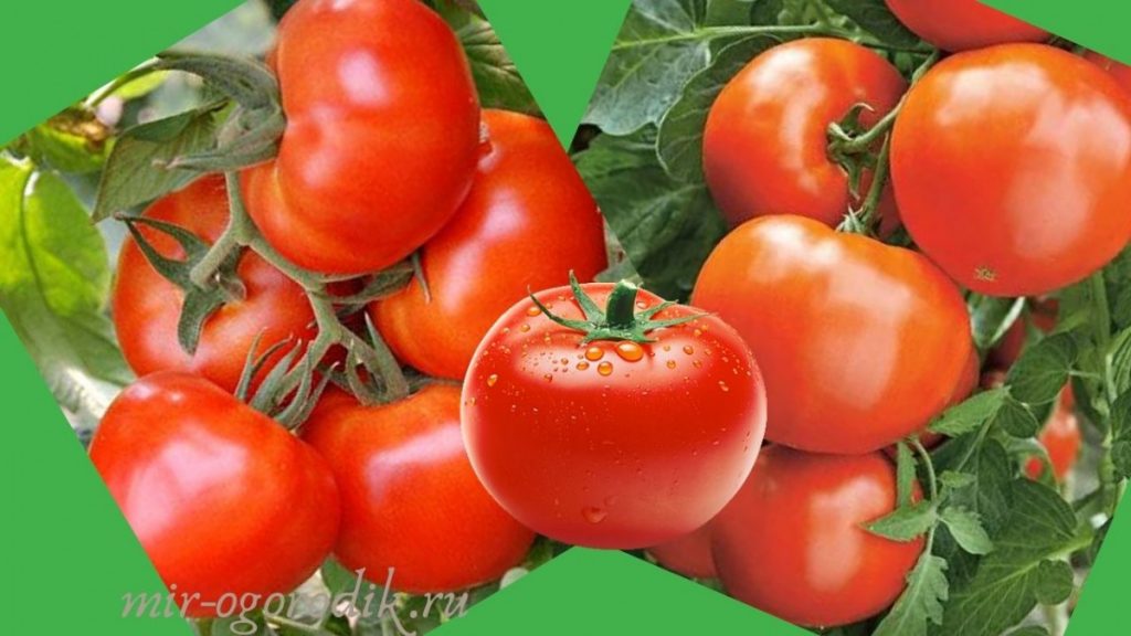 tomaty-na-vetkah