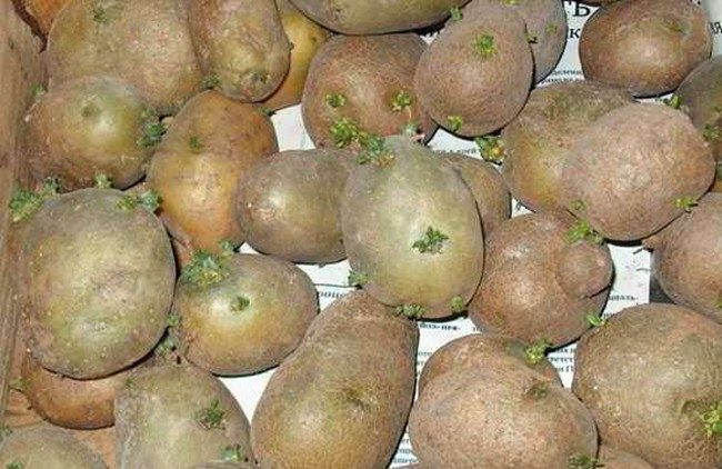 Чем обрабатывать картофель перед посадкой от болезней