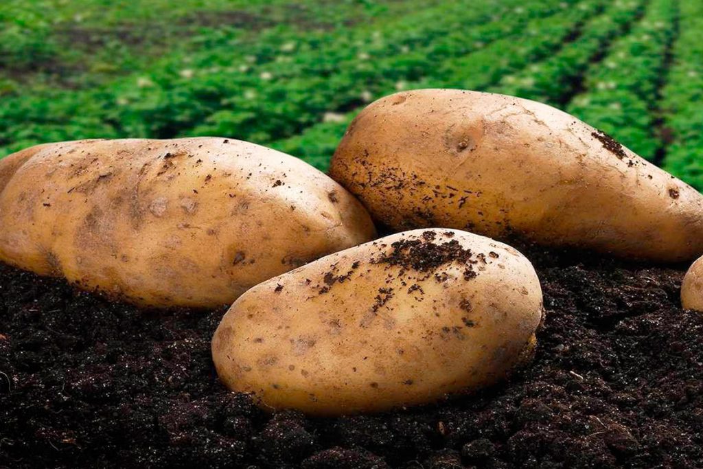 Чем обрабатывать картофель перед посадкой от болезней