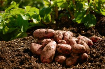 Посадка картофеля в мае 2019 благоприятные дни