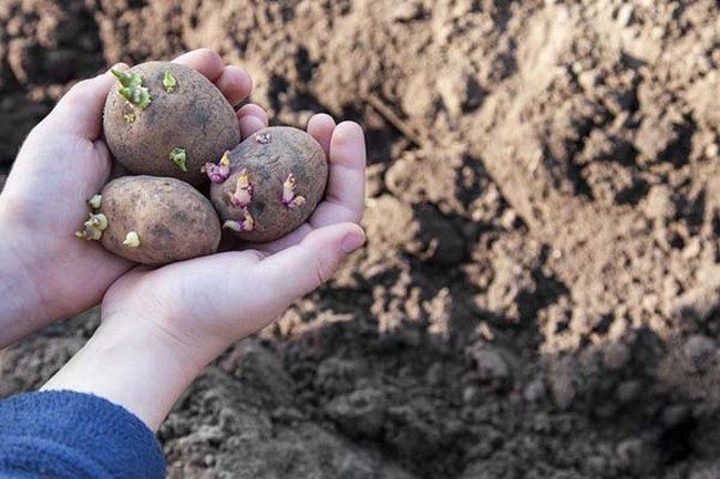 Посадка картофеля в мае 2019 благоприятные дни