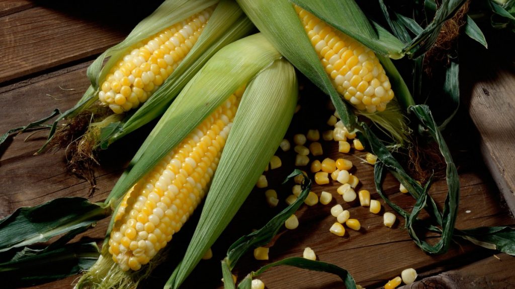 Когда сажать кукурузу в открытый грунт семенами?