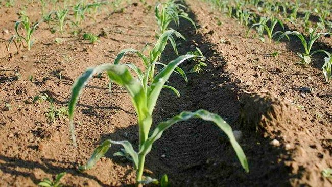 Посадка кукурузы семенами в открытый грунт