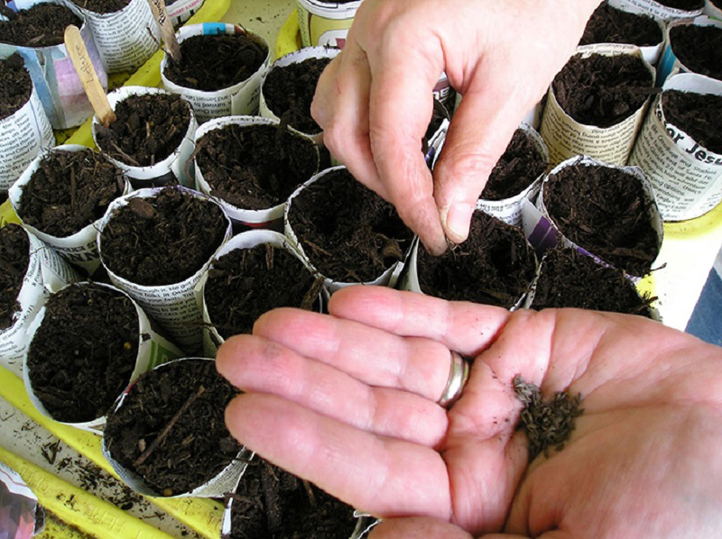 Большинство проблем с выращиванием капусты проще предотвратить, чем устранять. Меры профилактики спасут посадки от пожелтения и гибели: