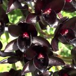 Цветение черной орхидеи впечатляет