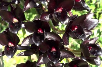 Цветение черной орхидеи впечатляет